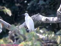 Egret in tree