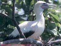 Red-footed booby