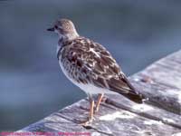 Unknown Plover