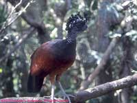 Bird with background