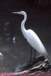 Egret by the water