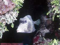 Spotted trunkfish