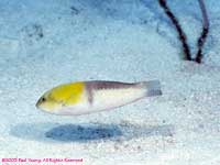 Yellowhead wrasse (terminal phase)