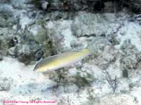 Yellowhead wrasse (initial phase)