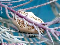 Flamingo Tongue