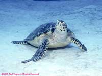 Green turtle