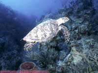 Hawksbill turtle