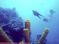 Divers over tube sponges