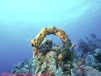 Tube sponge bent into an arch