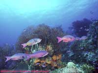 Creole wrasses