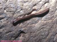 Millipede