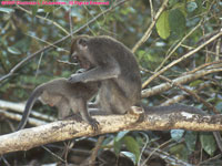 macaques