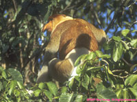 proboscis monkey