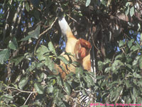 proboscis monkey