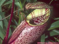 pitcher plant