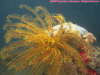 yellow crinoid