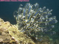 blue crinoid