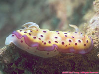 nudibranch