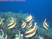 bannerfish