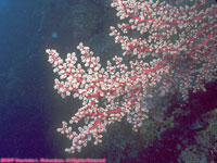 soft coral