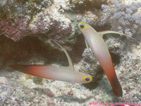 flame gobies