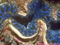 tridacna clam