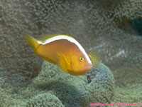 clownfish