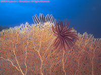 fan and crinoids