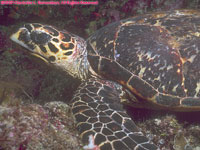 turtle closeup