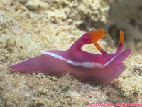 nudibranch