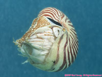 chambered nautilus