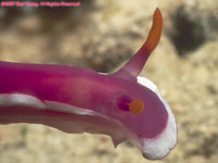 nudibranch closeup