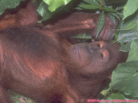 orangutan