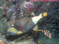 titan triggerfish