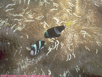 clownfish in anemone