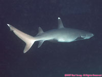 whitetip reef shark