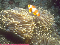 clownfish