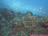 anthias