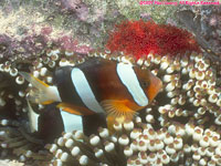 clownfish with eggs