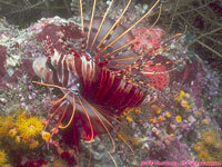 lionfish