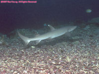 whitetip reef shark