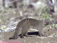 banded mongoose