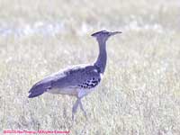 kori bustard