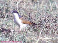 coucal