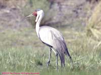 wattled crane in Okavango