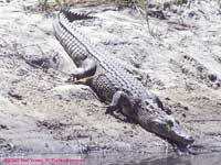 Nile crocodile