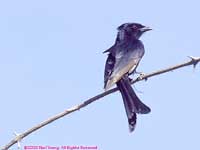 perched