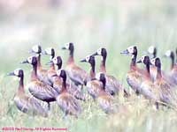 large flock on the ground