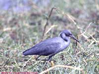 black egret walking