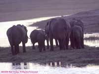 at sunset in the Chobe River